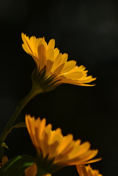 Free A Yellow Flowers in Bloom Stock Photo