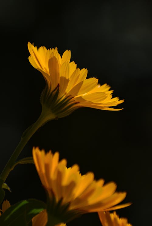 검은색 배경, 꽃이 피는, 꽃잎의 무료 스톡 사진