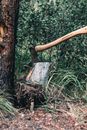 Brown Wooden Stick on Brown Tree Trunk