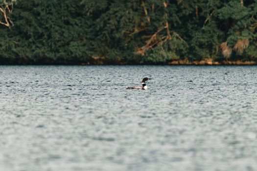 Serene view of a common loon swimming on a tranquil lake in Lansdowne, Ontario, Canada.