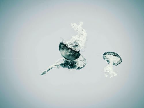 Darmowe zdjęcie z galerii z bezkręgowiec, meduza, zbliżenie