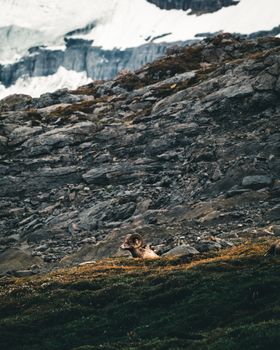 Bighorn sheep resting on rocky terrain with snowy mountains in Jasper, Alberta, Canada.