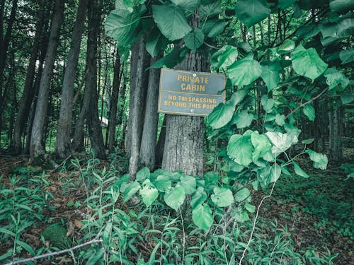 A Metal Signage on a Tree Trunk Near Climbing Plant