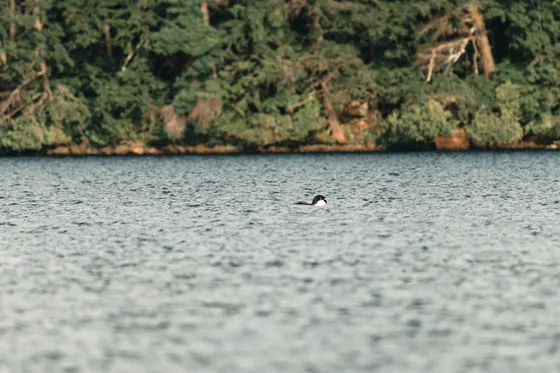 A loon on a lake in the Boundary Waters