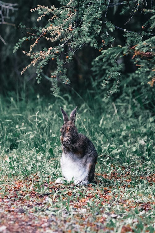 Free A Rabbit Sitting on Green Grass Stock Photo