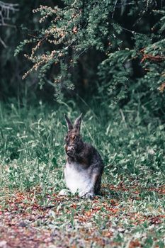 A cute rabbit sits among green grass and trees in outdoor nature setting.