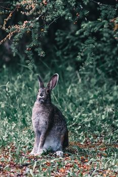 A wild rabbit sits calmly in a Canadian forest clearing under lush evergreen branches.