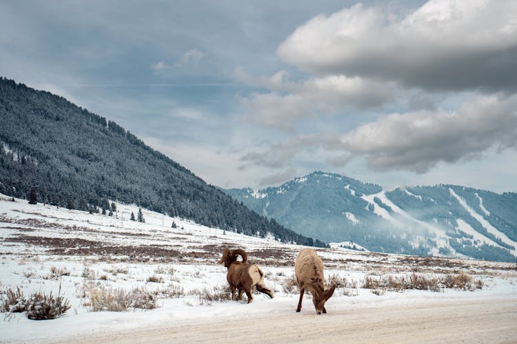 Rams Grazing On A Snow-Covered Field