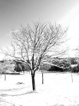 Black and white photo of leafless trees covered in snow, creating a serene winter scene.