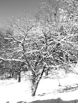 Black and white image of trees covered in snow, capturing the essence of a tranquil winter landscape.