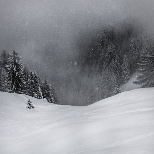 Photos gratuites de arbres de conifères, brume, chute de neige