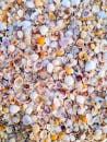 An Assortment of Seashells