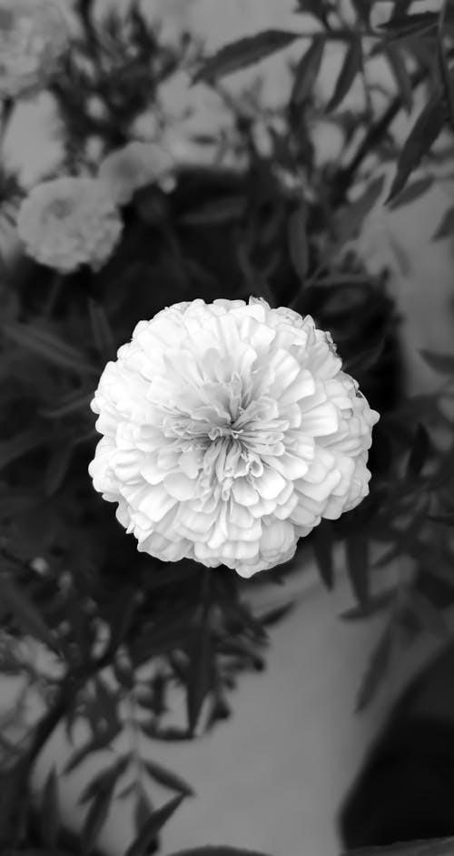 Безкоштовне стокове фото на тему «Біла квітка, білі пелюстки, білі шпалери»