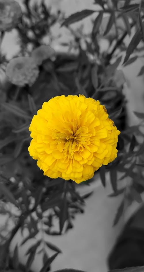 Безкоштовне стокове фото на тему «дозвіл 4 кб, життя на природі, жовта квітка»