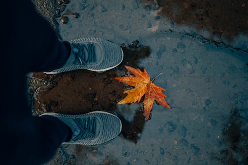 Sneakers near a Fallen Maple Leaf 