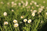 阳光明媚的日子里，郁郁葱葱的绿色田野中盛开的雏菊与蜜蜂的特写