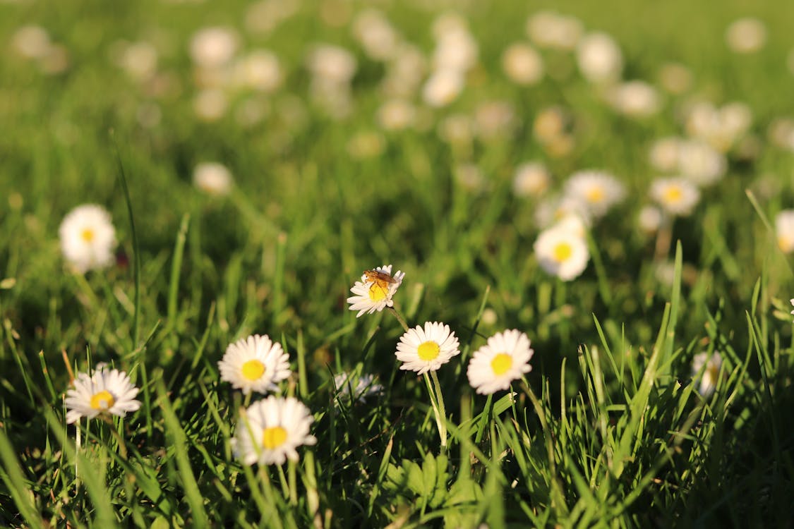 Gündüz Beyaz çiçeğe Tünemiş Kahverengi Böceğin Seçici Odak Fotoğrafı