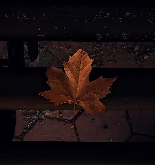 Ingyenes stockfotó esik levél, ősz, őszi hangulat témában