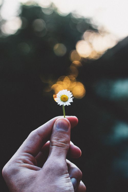 Free A close-up capture of a hand holding a small white daisy against a blurred natural background. Stock Photo