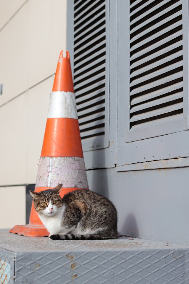 A Cute Cat Near The Traffic Cone