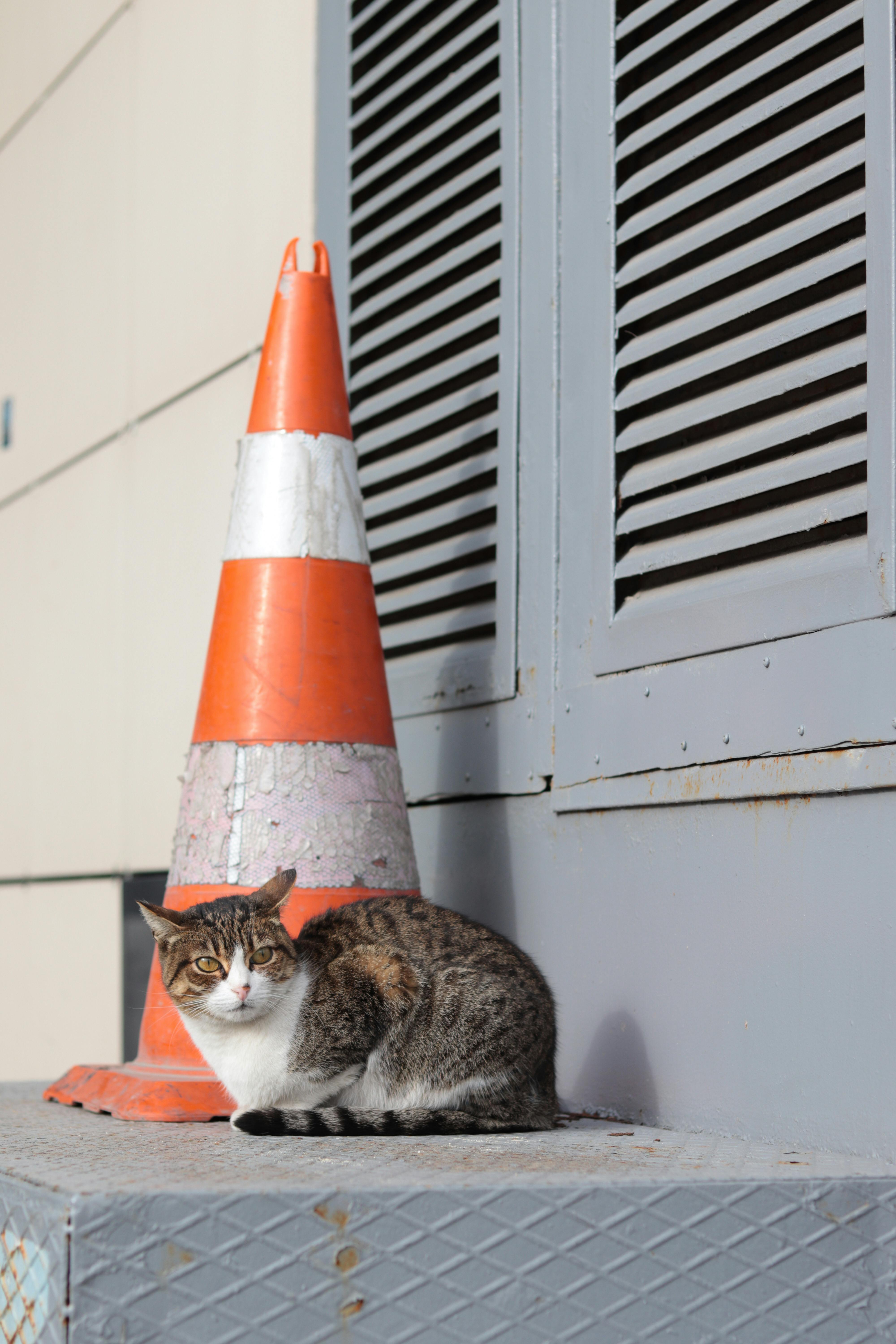 Cat Cone Photos, Download The BEST Free Cat Cone Stock Photos & HD Images