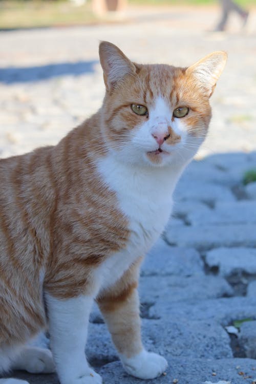 Orange and White Tabby Cat on Gray Sand