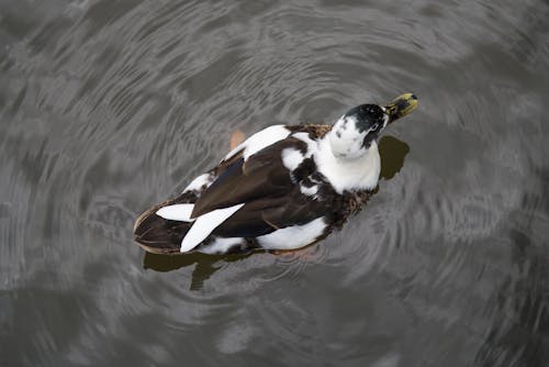 Brown and White Mallard Duck