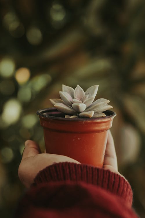 Free Hand Holding Potted Plant Stock Photo