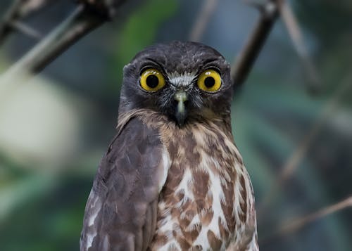Free Close-Up Photo of Owl Stock Photo