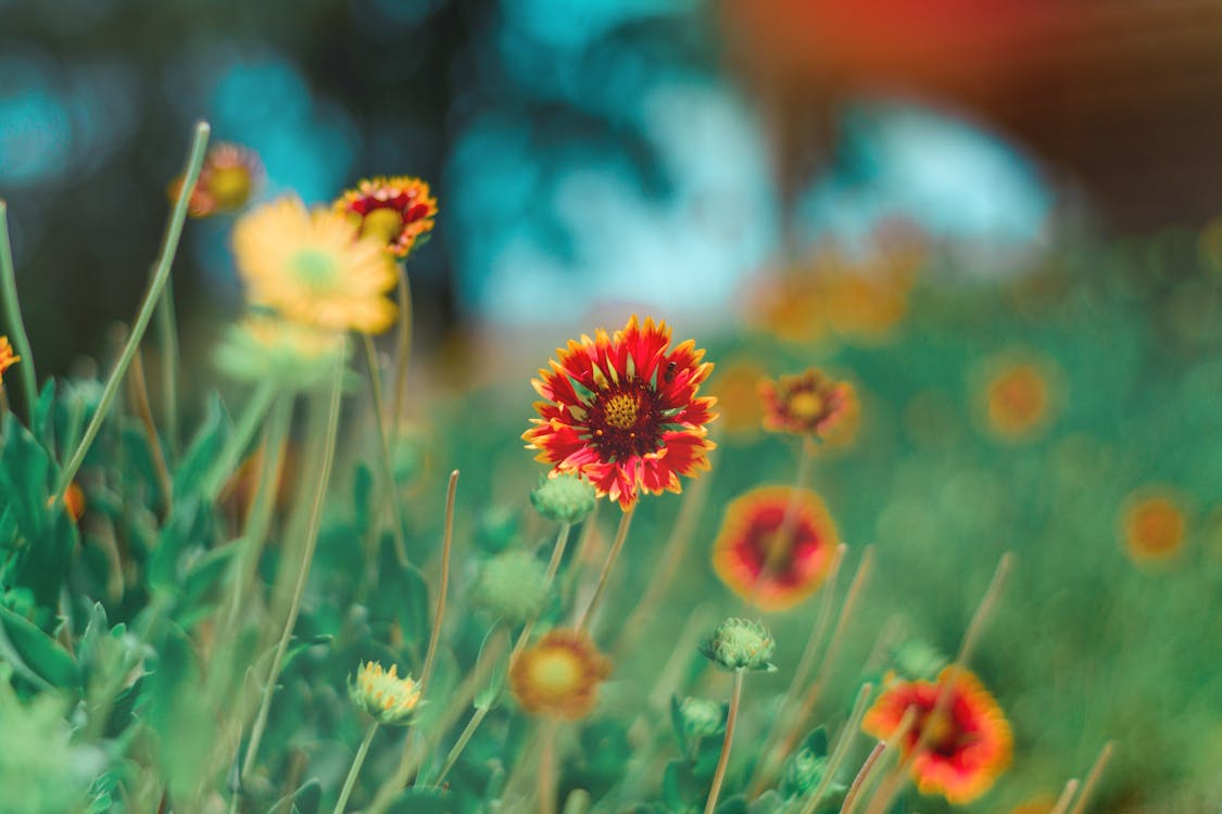 Free Selective Focus Photography of Red and Yellow Petaled Flower Stock Photo