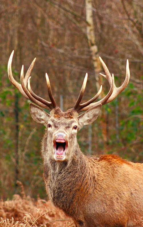 Free Brown Buck with Open Mouth Stock Photo