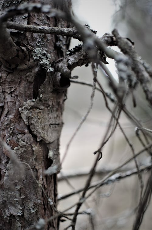 Бесплатное стоковое фото с дерево, лес, природа