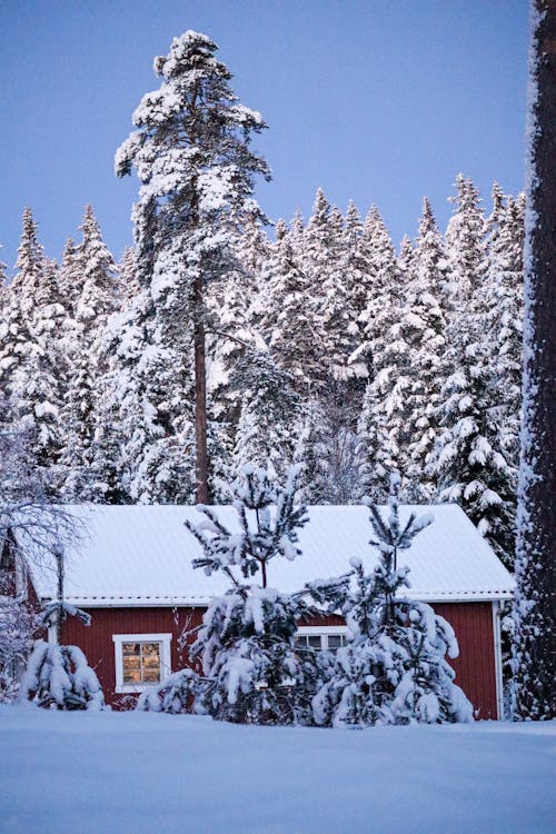 Foto d'estoc gratuïta de arbres de coníferes, cabana, cobert de neu