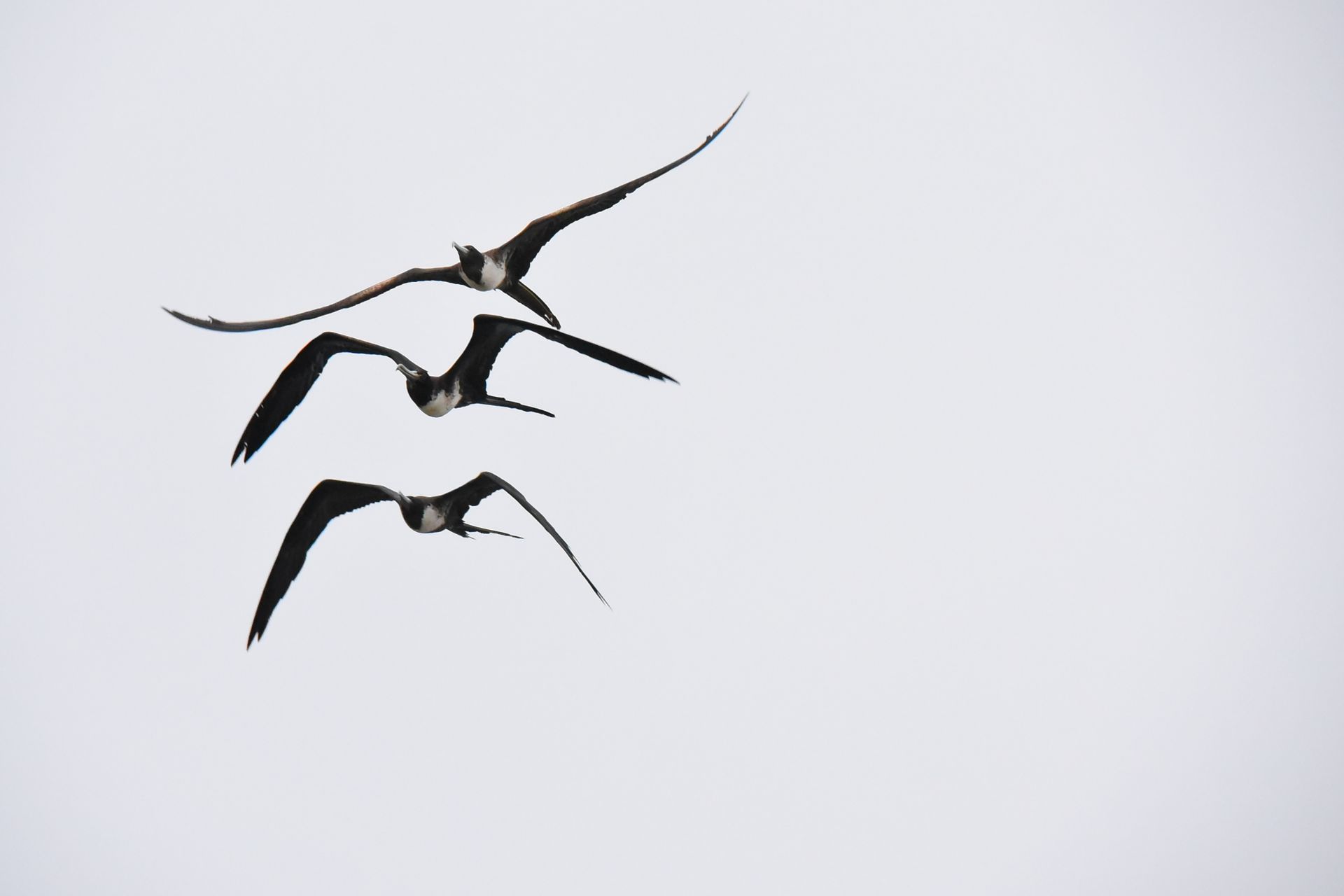 Three frigatebirds soar gracefully in clear skies above Guayaquil, Ecuador.