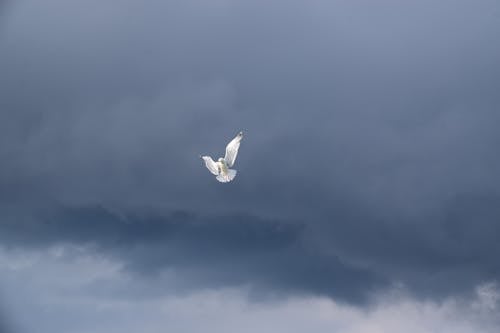 Free White Bird Flying Under the Blue Sky Stock Photo