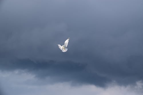 White Bird Flying Under the Blue Sky