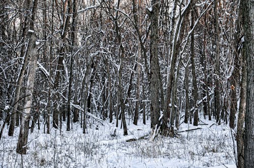 Kostnadsfri bild av fryst, kall, natur