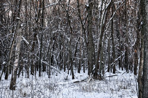 Free A serene winter scene of snow-covered trees in Kellogg, Minnesota forest. Stock Photo