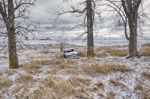 Ingyenes stockfotó autó, csupasz fa, elhagyatott témában