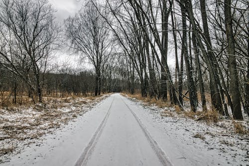 Snow Covered Pathway between Bare Trees