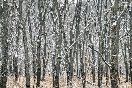 Brown Tree Trunks on Snow Covered Ground