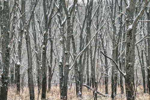 Free A serene winter forest scene in Kellogg, Minnesota, with snow-covered tree trunks creating a natural pattern. Stock Photo
