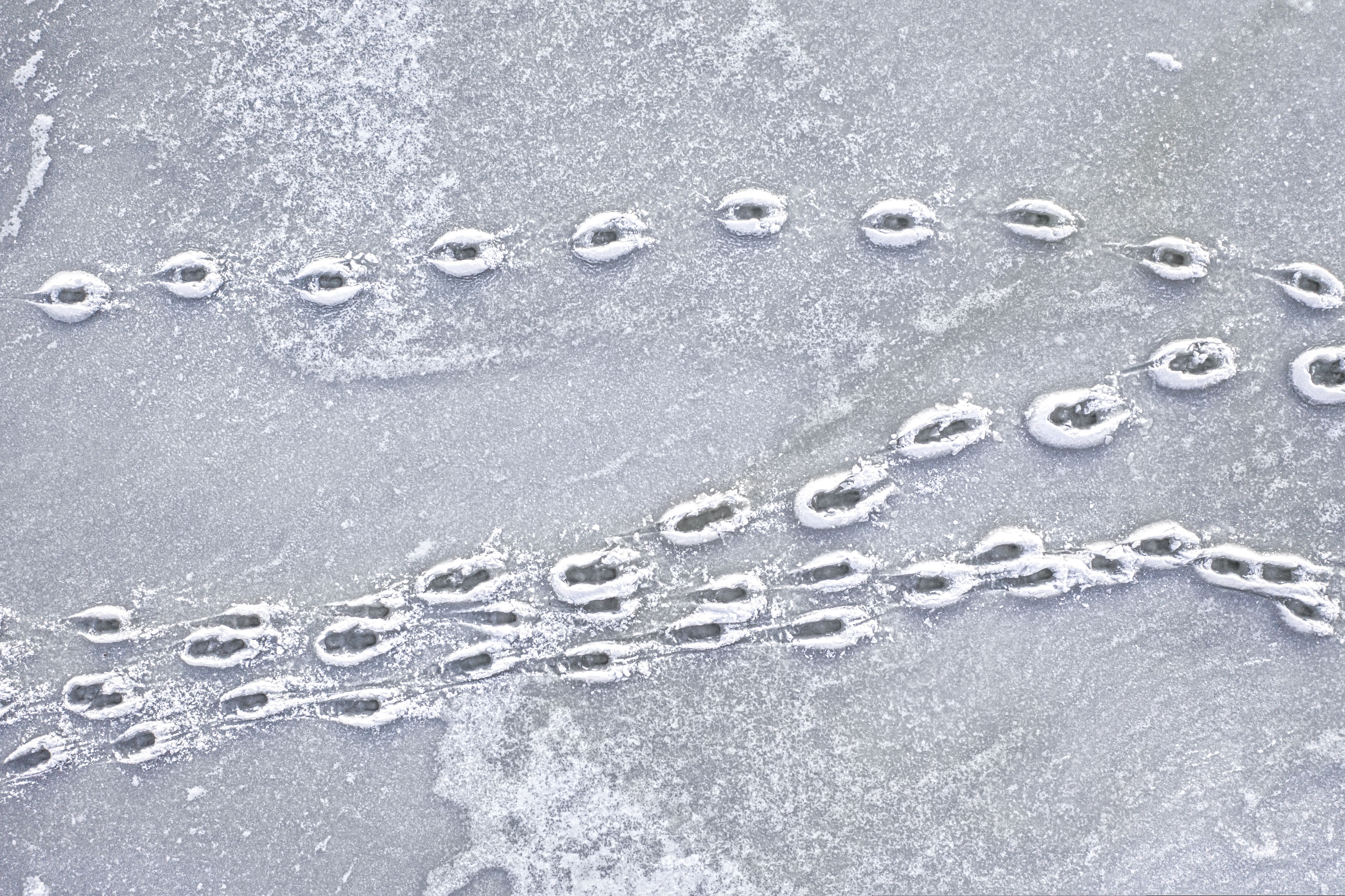 Snow-covered bird tracks on icy surface in winter, Minnesota.