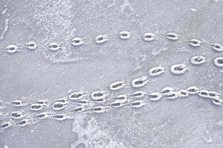 Snow-covered bird tracks on icy surface in winter, Minnesota.