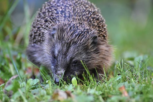 Free Hedgehog on Green Grass Stock Photo
