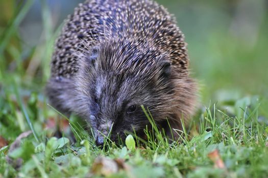 hedgehog photo