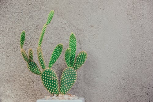 Зеленый кактус возле серой бетонной стены