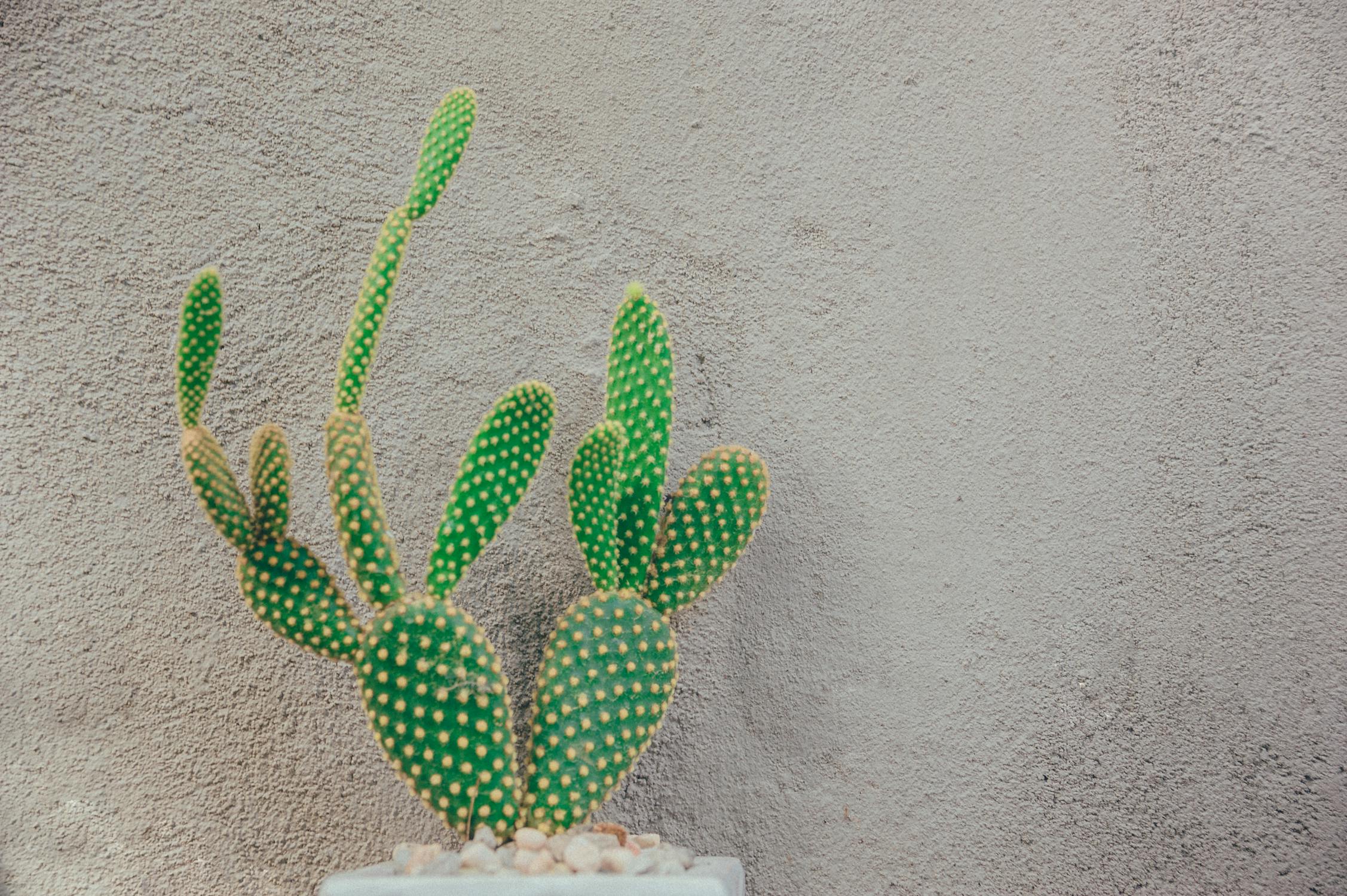 Cactus behind cement wall
