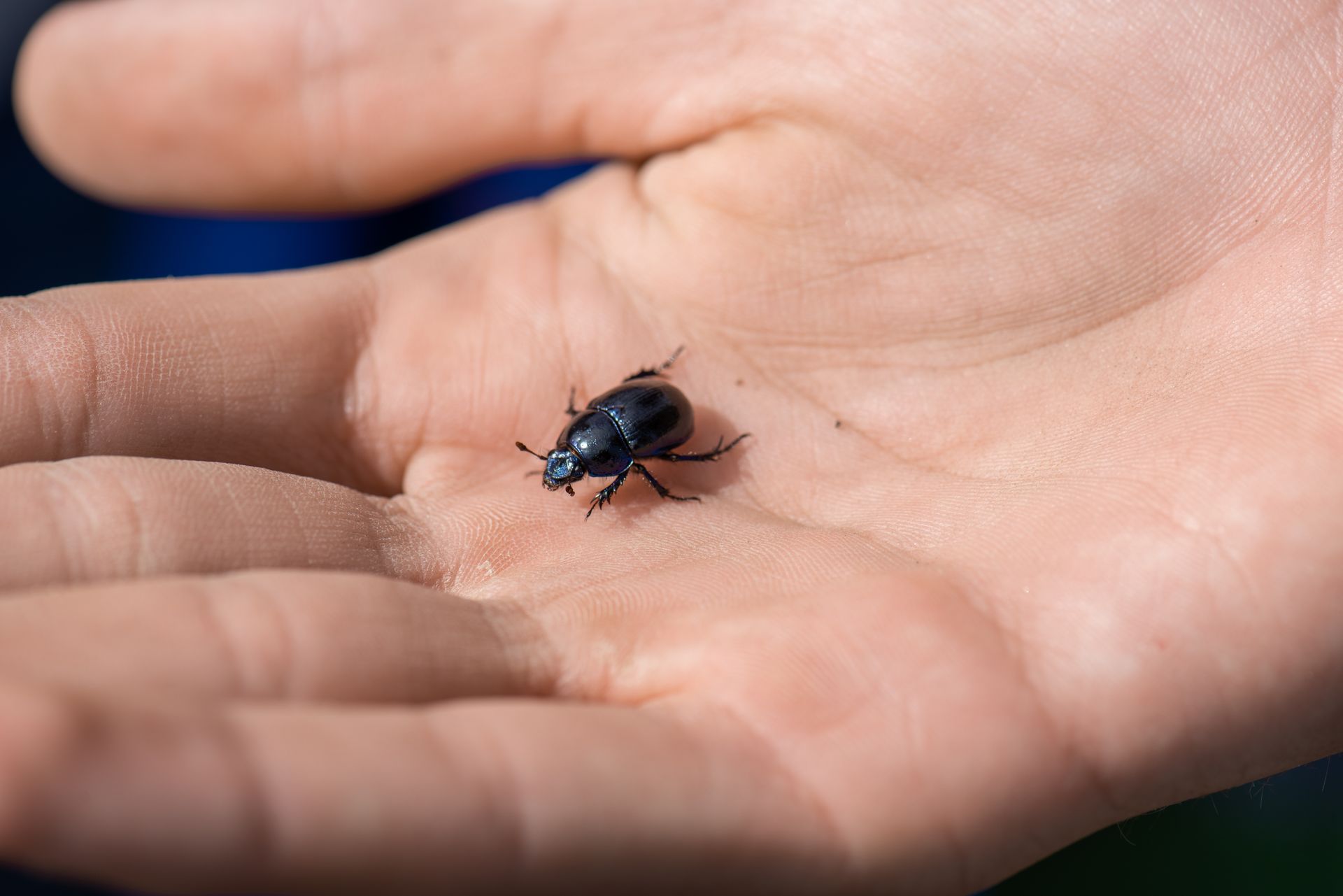 Black Beetle in Close Up Photography