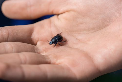 Free A detailed macro shot of a beetle on a human palm, showcasing texture and detail. Stock Photo